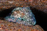 Octopus Ball. Canary Islands.
