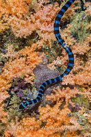 Banded Sea Snake. Indonesia