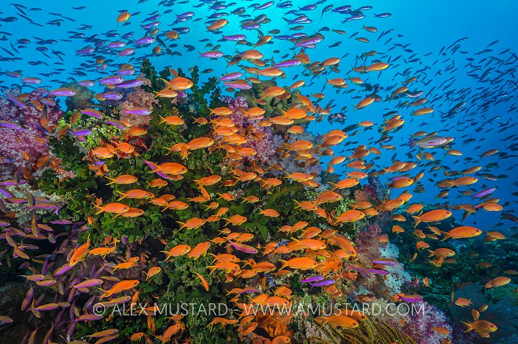 Fishy Reef. Fiji