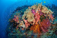 Colourful Reef Scene. Fiji