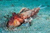 Scavenging Octopus. Florida, USA