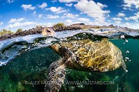 Turtle Breath. Galapagos Islands.