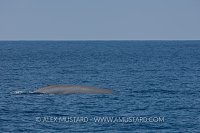 Blue whale, Mexico.