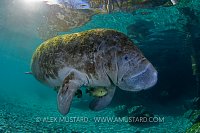 Sunfish shelter in the shade of a manatee. Florida.