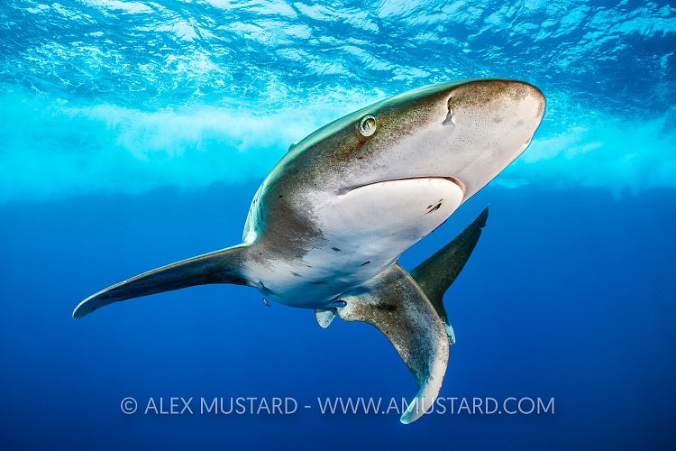 Oceanic Whitetip Shark. Egypt