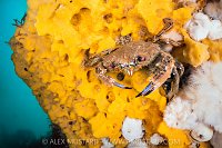 Crab On Yellow Sponge, UK
