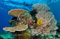 Coral Bommie. Komodo, Indonesia.