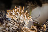 Nudibranch In Disguise. Komodo, Indonesia