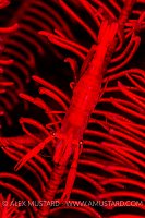 Red Crinoid Shrimp. Indonesia
