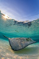 Dawn Stingray. Cayman Islands