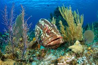 Nassau Grouper Portrait. Cayman Islands.