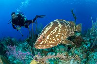 Diver Meets Grouper. Cayman Islands