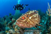 Photographing A Grouper. Cayman Islands