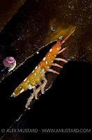 Isopod, Iceland.