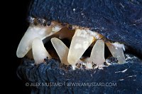 Wolf fish teeth. Iceland