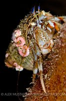 Hermit Crab. Iceland