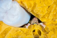 Crab Between Sponge And Anemone, Canada