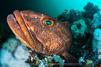 Lingcod On Reef, Canada