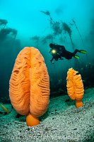 Sea Pen Diver, Canada
