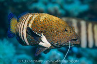 Peacock Grouper With Line, Egypt