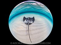 Lone Stingray, Cayman Islands