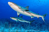 Reef Shark Pair, Cayman Islands