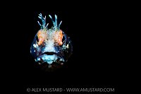 Roughhead Portrait, Cayman Islands