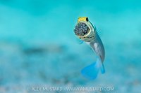 Jawfish Aerates Eggs, Cayman Islands