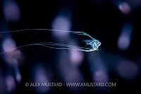 Planktonic Larval Stage African Pompano Fish, Indonesia