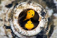 Gobies In A Tube, Indonesia