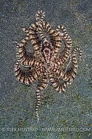 Mimic Octopus, Indonesia