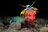Mantis Shrimp With Eggs, Indonesia