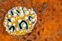 Nudibranch On Sponge, Indonesia