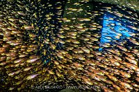 Glassfish Inside Dunraven Wreck, Egypt