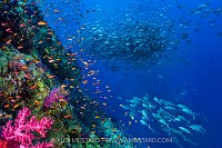 Vibrant Reef Scene With Schooling Fish, Egypt