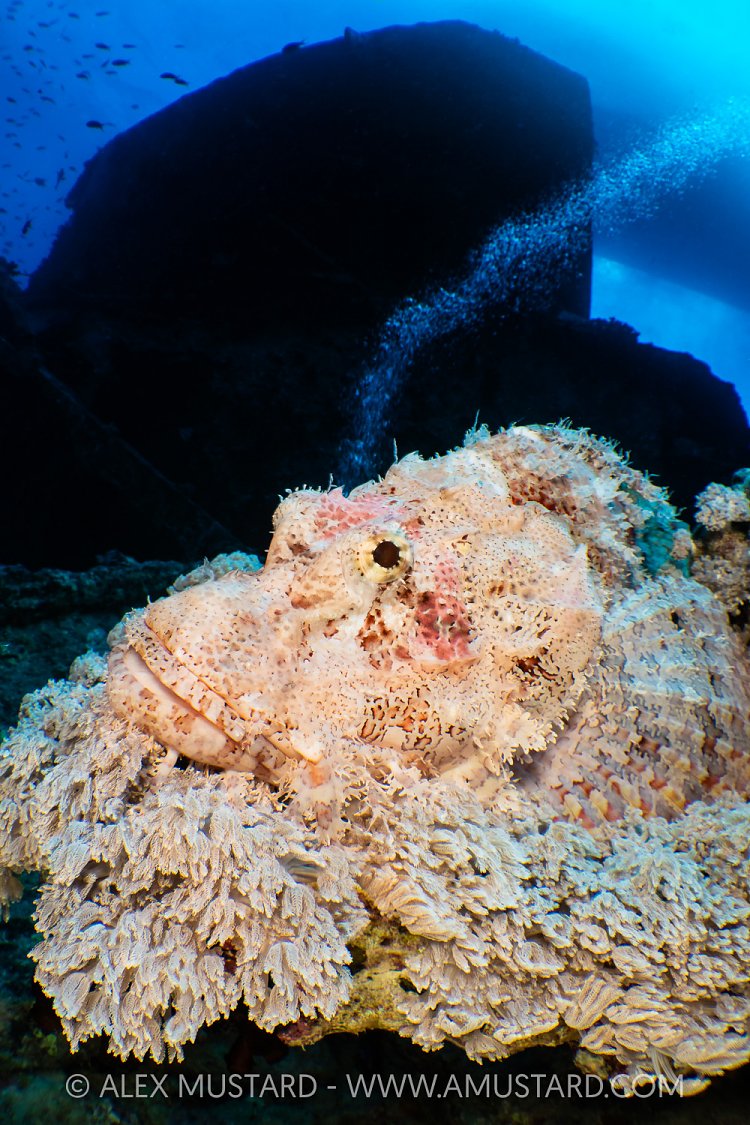 Scorpionfish In Coral, Thistlegorm, Egypt