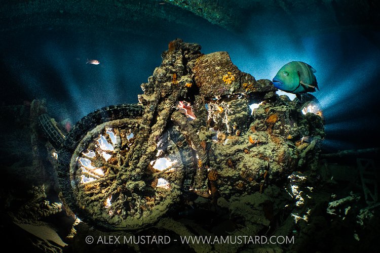 Motorbike With Wrasse On Thistlegorm Wreck, Egypt