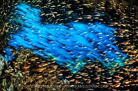 Glassfish Blur, Egypt