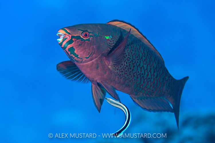 Dusky Parrotfish Clean, Egypt