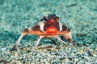 Red Lipped Batfish, Galapagos