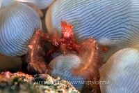 Orungutan Crab On Bubble Coral, Indonesia