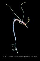 Pipefish Larval Stage, Philippines