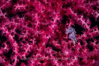Pygmy Seahorse On Fan, Philippines