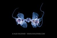 Mating Pteropods, Philippines