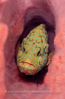 Grouper Portrait In Sponge, PNG