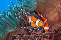 Pair Of Clownfish, PNG