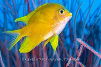 Golden Damselfish, PNG