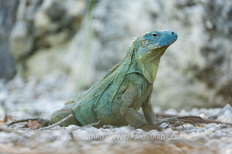 Blue Iguana, Cayman Islands
