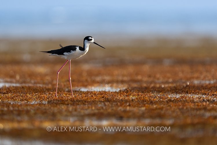 Stilt On Sargassum, Cayman Islands