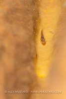 Rusty Goby On Sponge, Cayman Islands